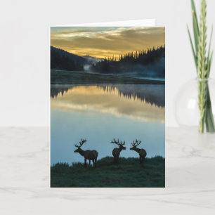 Carte Wandschimmelstiere am Poudre-See bei Sonnenaufgang