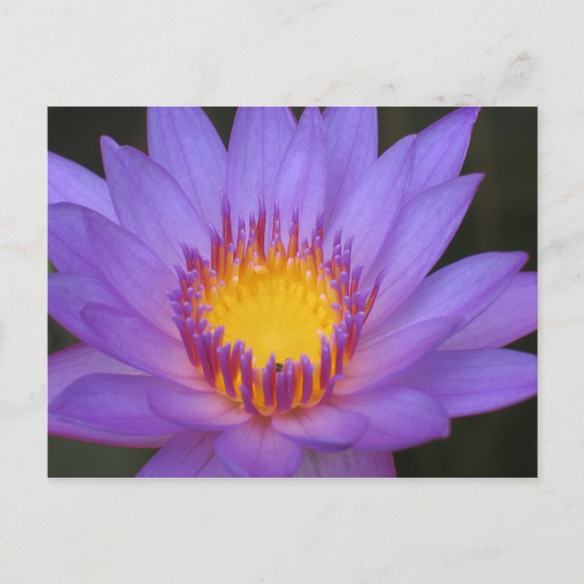 Carte Water Lily (Devant)