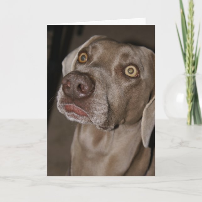 Carte Weimaraner attentif (Devant)
