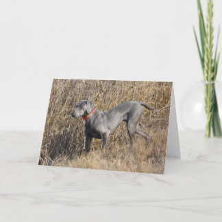 Carte Weimaraner bleu dans un domaine