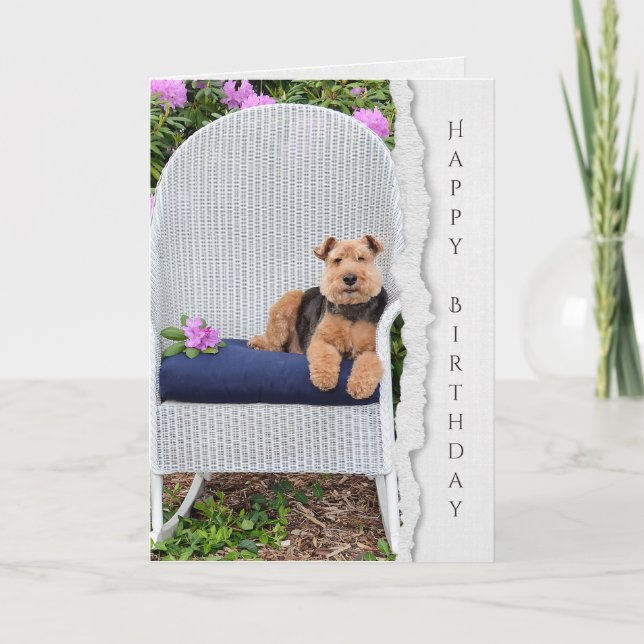 Carte Welsh terrier sur chaise pour anniversaire (Devant)