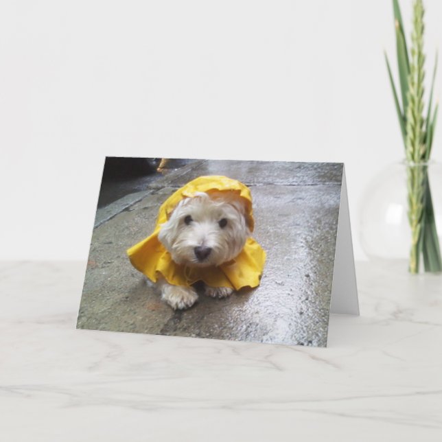 Carte Westie dans le Mac jaune de pluie ! (Devant)