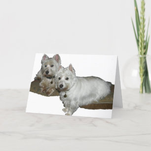 Carte Westie Desi and Lucy