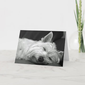 Carte Westie Endormi