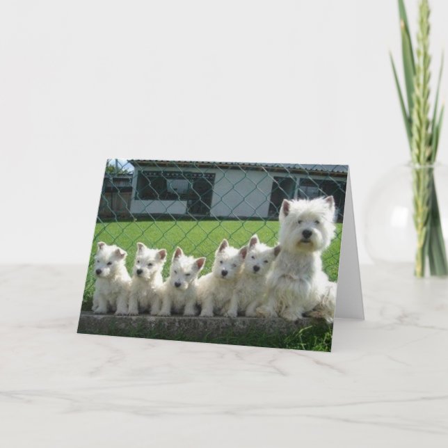 Carte Westie mère et chiots (Devant)