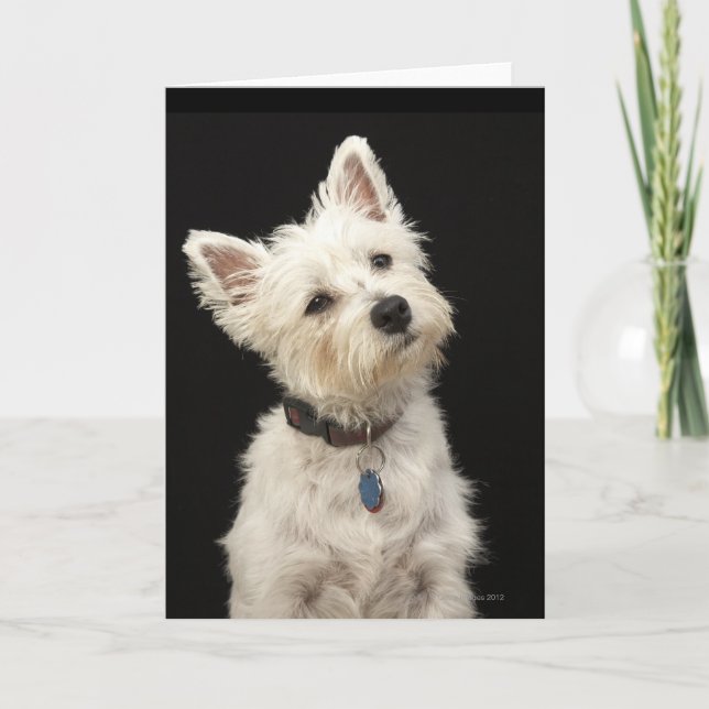 Carte Westie (terrier des montagnes occidental) avec le (Devant)