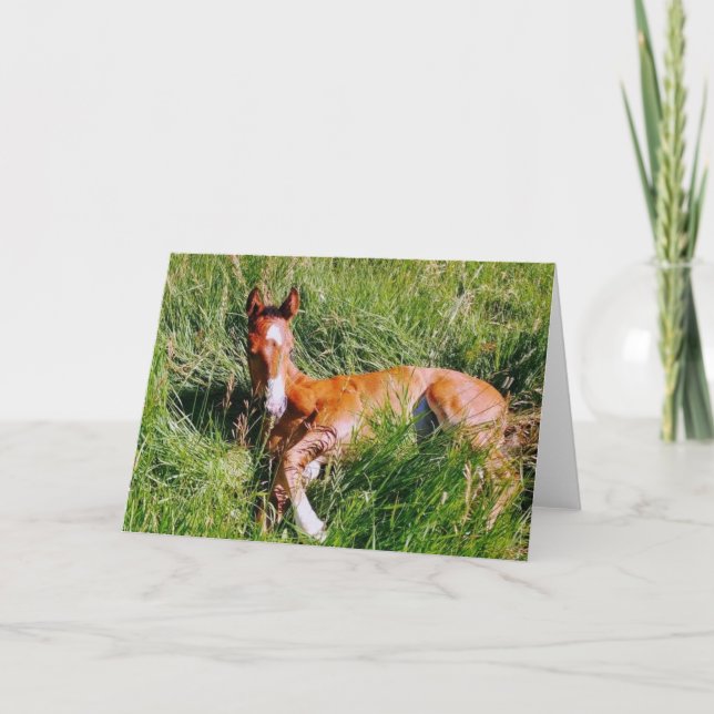 Carte Weston napping (Devant)