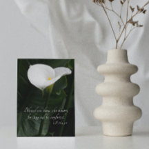 White Calla Lily Sympathie religieuse