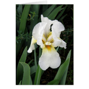 carte - White Iris