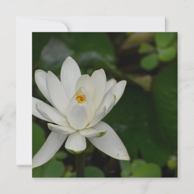 Carte White lotus (Devant)