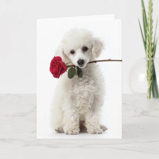 Carte White Poodle Puppy Valentine – Sweet Love (Devant)