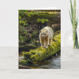 Carte White Spirit Bear British Columbia, Canada
