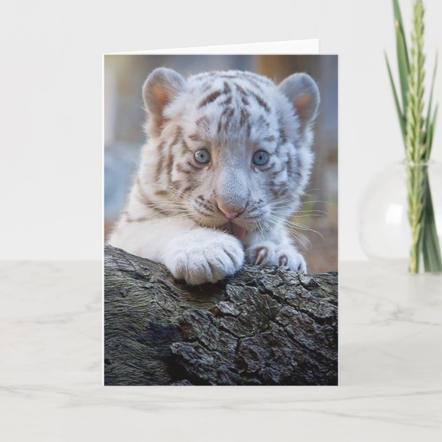 Carte White Tiger Cub (Devant)