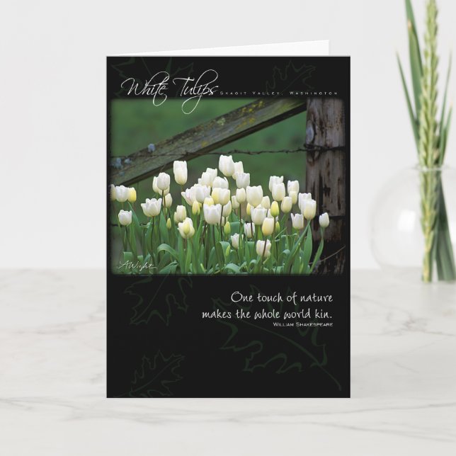 Carte White Tulips (Devant)