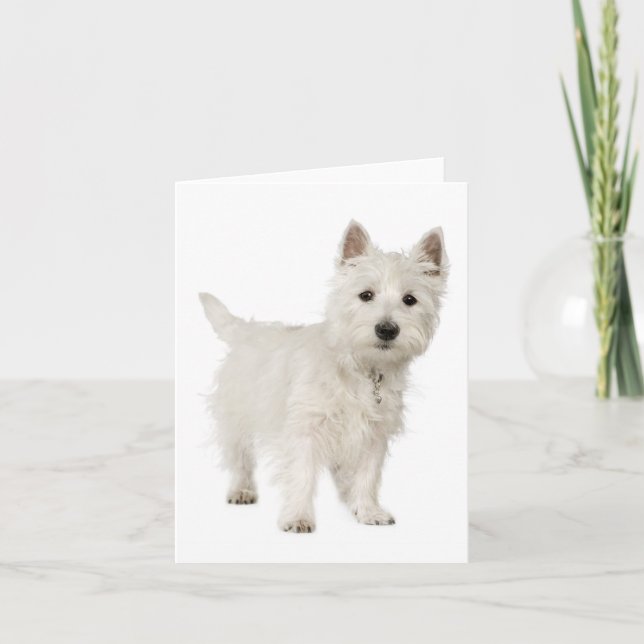 Carte White West Highland Terrier Chien chiot Bonjour am (Devant)