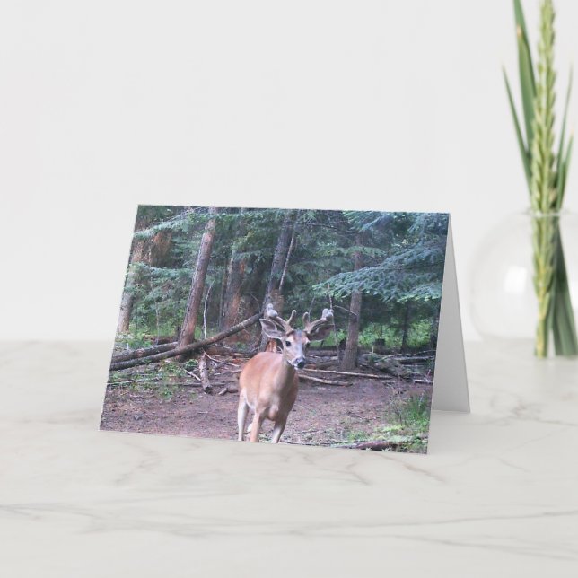 Carte Whitetail Birthday card (Devant)