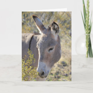 Carte Wild Burros Greeting