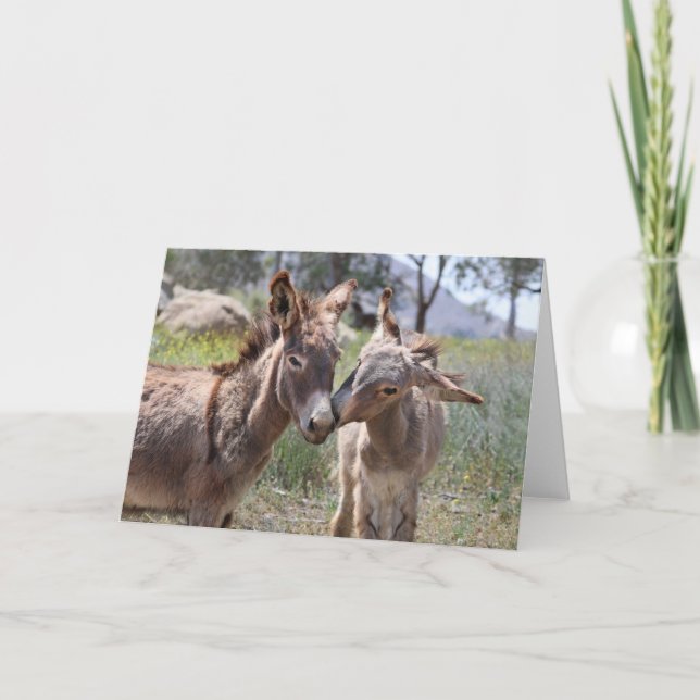Carte Wild Burros Greeting (Devant)