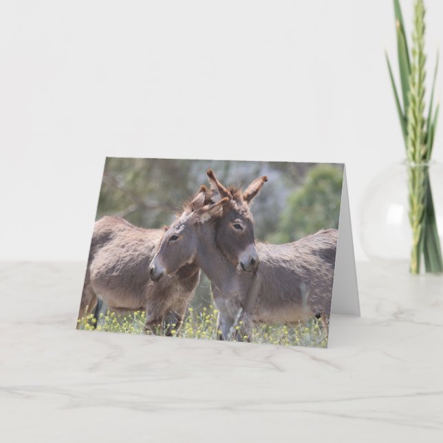Carte Wild Burros Greeting (Devant)