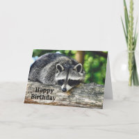 Wildlife Raccoon Log Mammal Photo Anniversaire