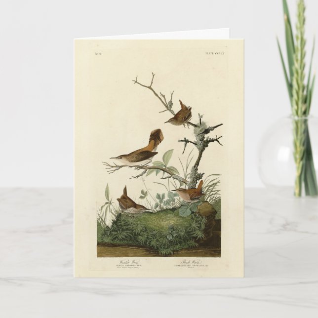 Carte Winter Wren, Rock Wren, Audubon's Birds of America (Devant)
