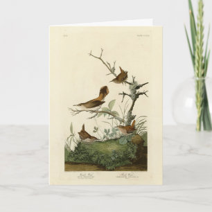 Carte Winter Wren, Rock Wren, Audubon's Birds of America