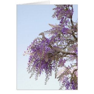 Carte Wisteria pourpre