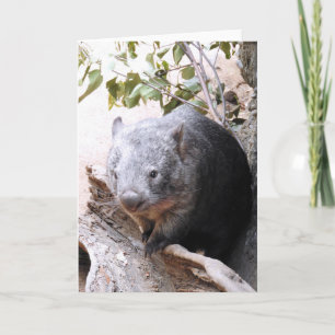 Carte Wombat