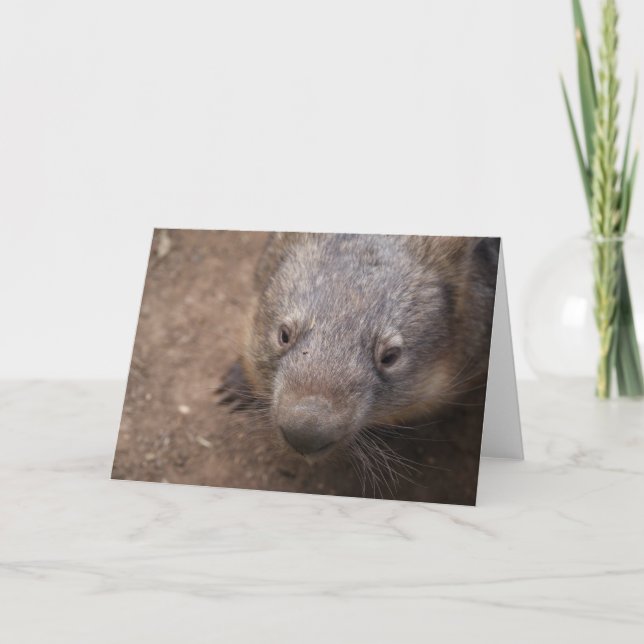 Carte Wombat Kiss (Devant)