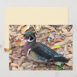 Carte Wood Duck Flat