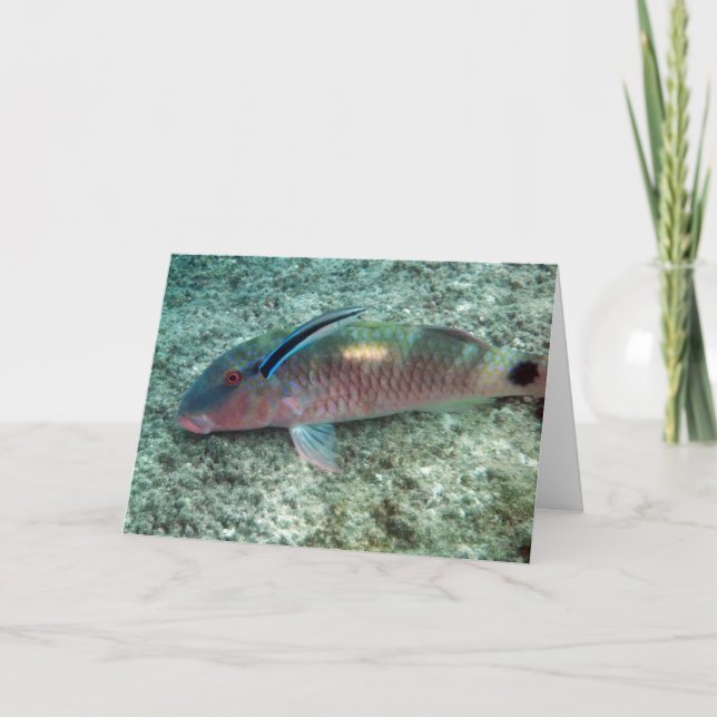 Carte Wrasse de décapant de Bluestreak (dimidiatus de (Devant)