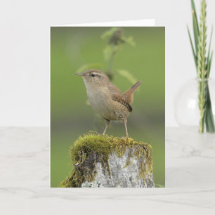 Carte Wren Scotland