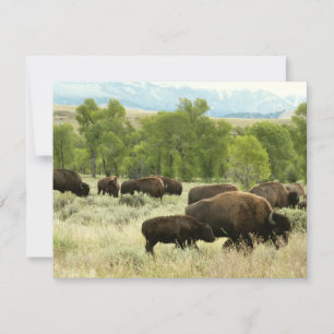 Carte Wyoming Bison Nature Animal Photographie