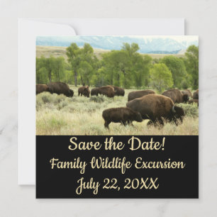 Carte Wyoming Bison Nature Animal Photographie