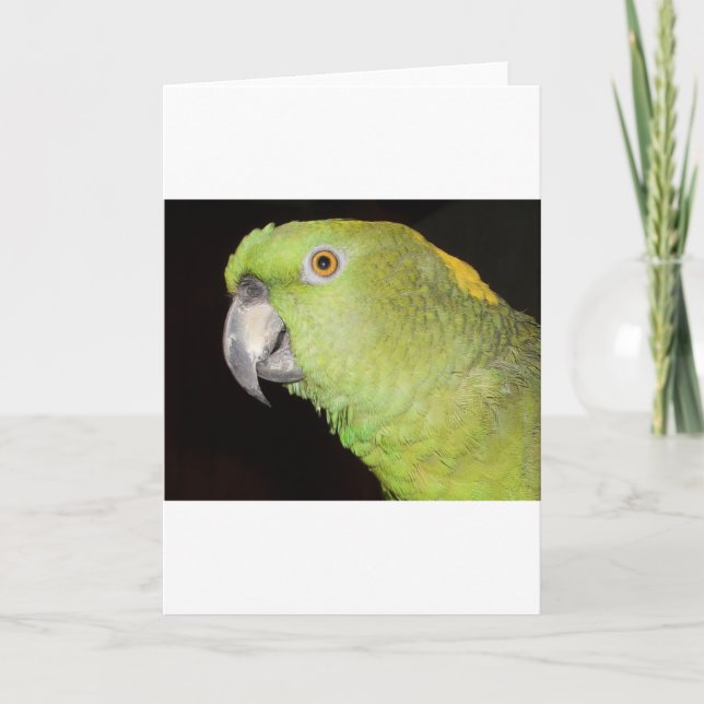 Carte Yellownape Amazone (Devant)