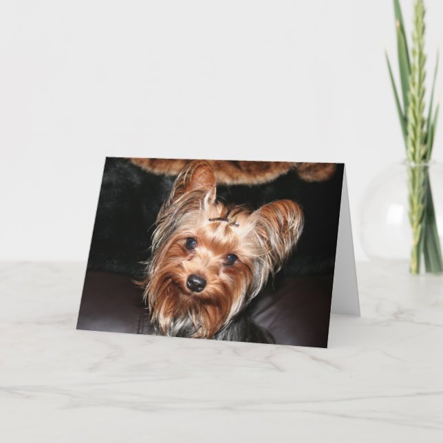 Carte Yorkie (Devant)