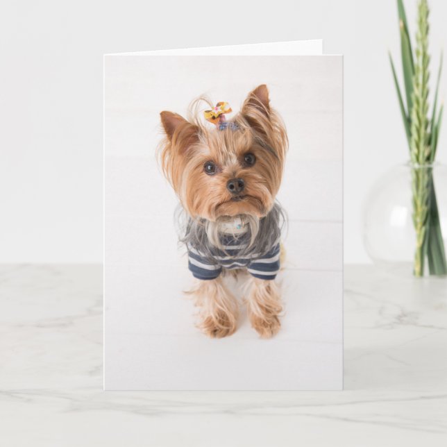 Carte Yorkie en pull (Devant)