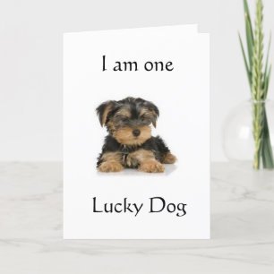 CARTE "YORKIE EST UN CHIEN CHALEUREUX" SOUHAITE ANNIVERS