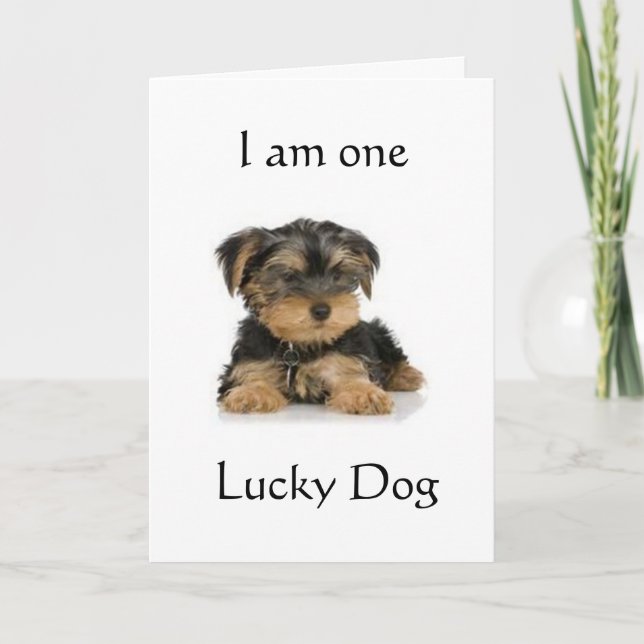 CARTE "YORKIE EST UN CHIEN CHALEUREUX" SOUHAITE ANNIVERS (Devant)