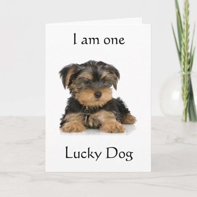 CARTE "YORKIE EST UN CHIEN CHOUCHÉ" SOUHAITE L'ANNIVERSA (Devant)