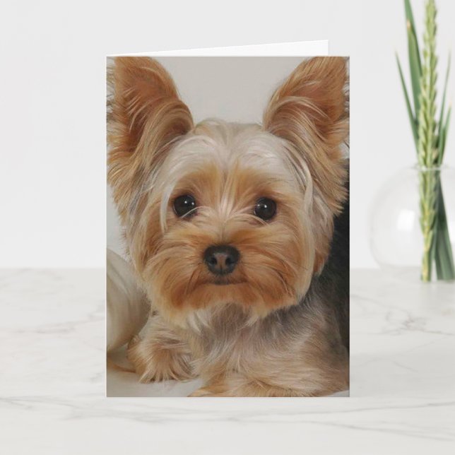 Carte Yorkshire Terrier (Devant)