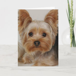 Carte Yorkshire Terrier