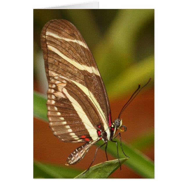 Carte Zebra (Devant)