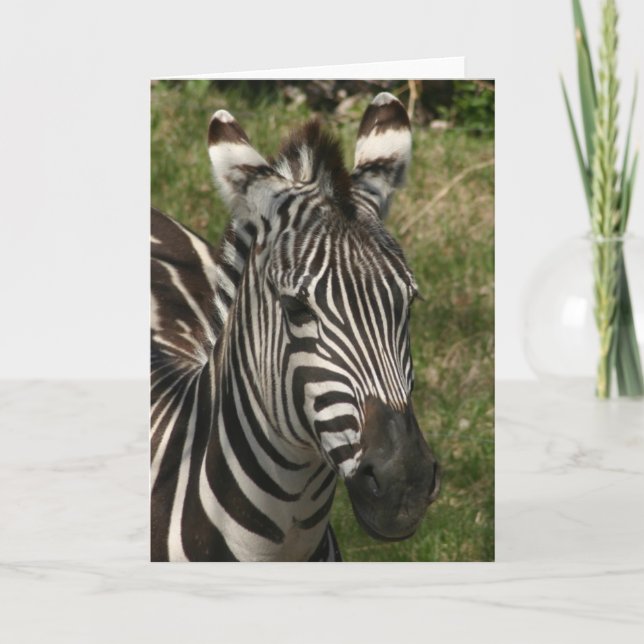 Carte zèbre (Devant)