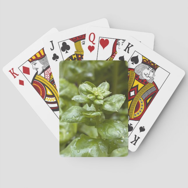 Cartes à jouer classiques (dos)