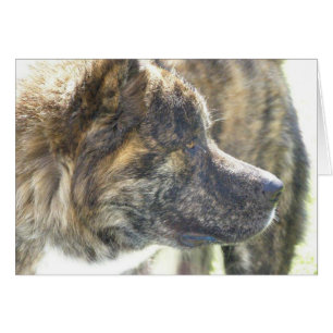 Cartes Akita