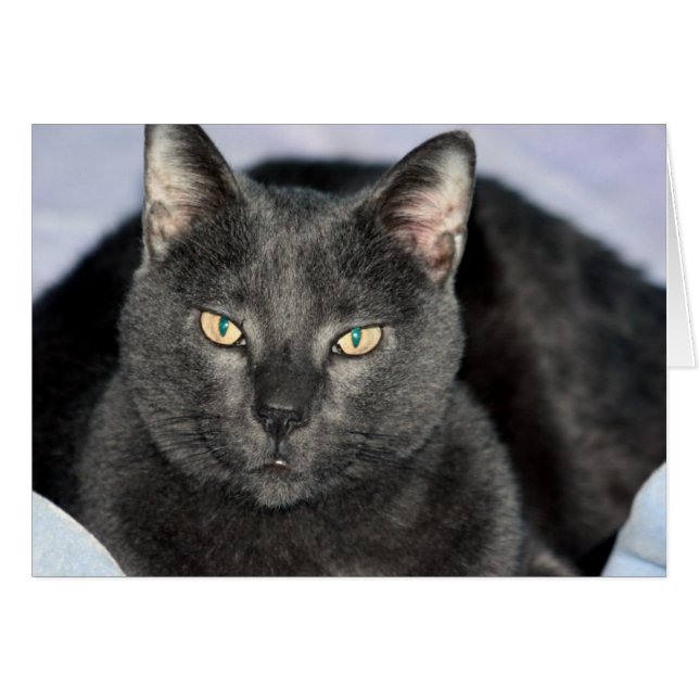 Cartes amusantes (Devant horizontal)