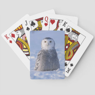 Cartes Arctic Snowy Owl Alaska Winter Scene Carte de jeu