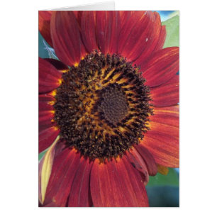 Cartes blanches de tournesol rouge