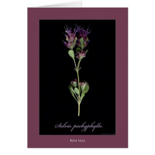 Cartes botaniques sages roses d'impression